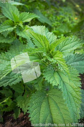 Image of Young shoots of nettles on the field