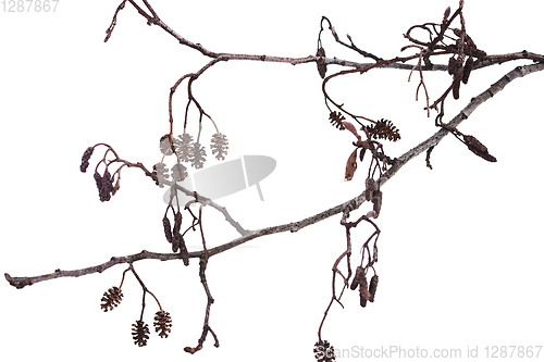 Image of Winter alder branch on a white background