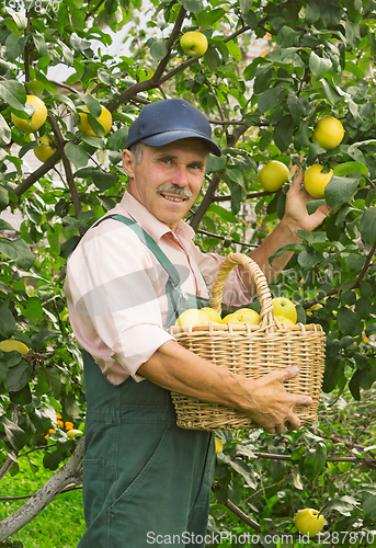 Image of Man picks the apples in garden in September