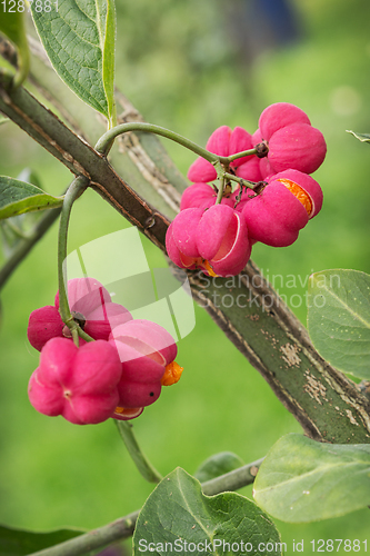 Image of Beautiful bright fruit euonymus in September
