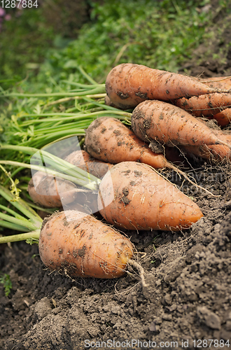 Image of Carrot lying on the edge of the field