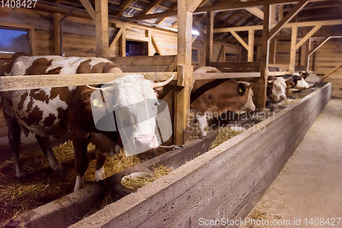 Image of herd of cows eating hay in cowshed on dairy farm