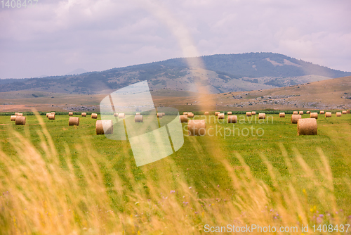 Image of Rolls of hay in a wide field