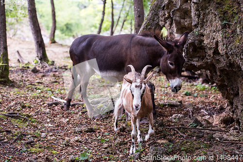 Image of Donkey and goat in the woods