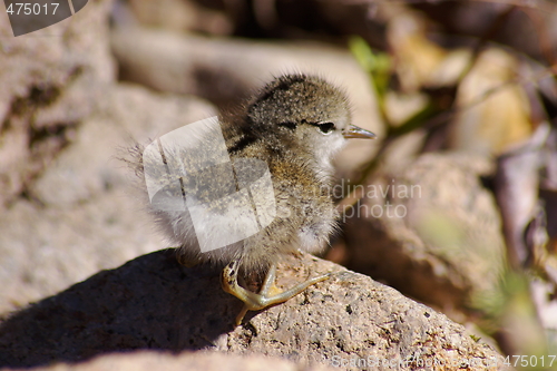 Image of Dipper H