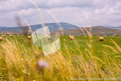 Image of Rolls of hay in a wide field