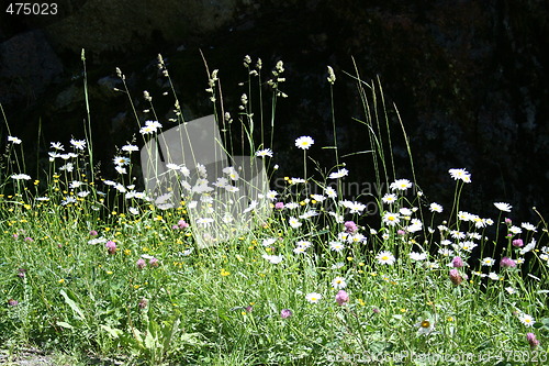 Image of summer flowers