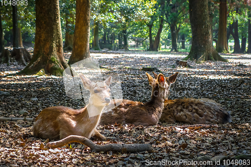 Image of Sika deers Nara Park forest, Japan