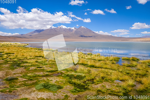 Image of Pink flamingos in altiplano laguna, sud Lipez reserva, Bolivia