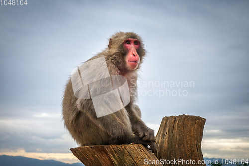 Image of Japanese macaque on a trunk, Iwatayama monkey park, Kyoto, Japan