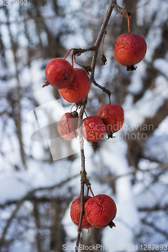 Image of Fruits wild Apple trees forest  winter