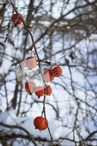 Image of Fruits wild Apple trees forest  winter on twig