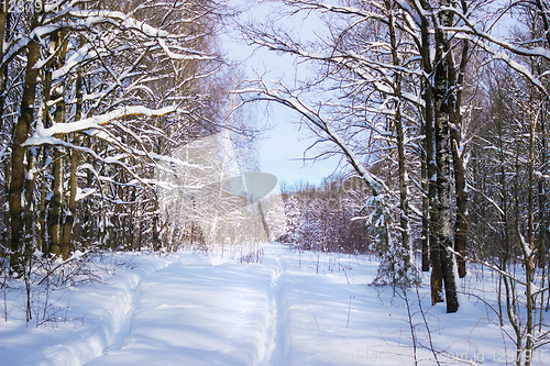 Image of Trails in the woods in the snow period