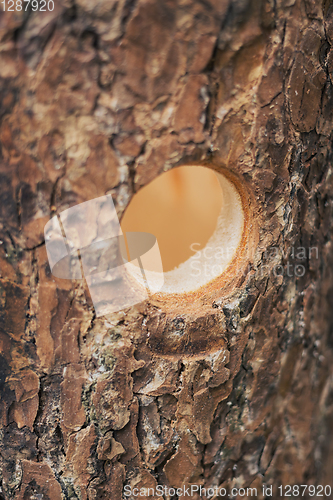 Image of Predrilled holes in the birdhouse