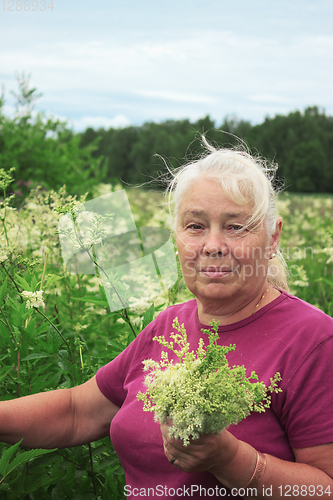 Image of Woman picking flowers meadowsweet in meadows