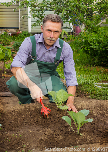 Image of Gardener produces care for cabbage seedlings