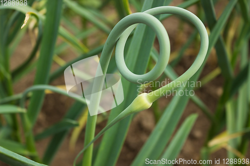 Image of Curved beautiful arrows garlic