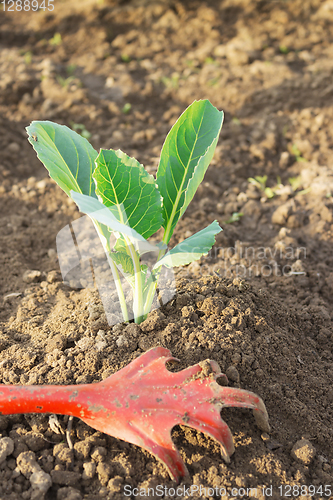 Image of Young cabbage and garden tool