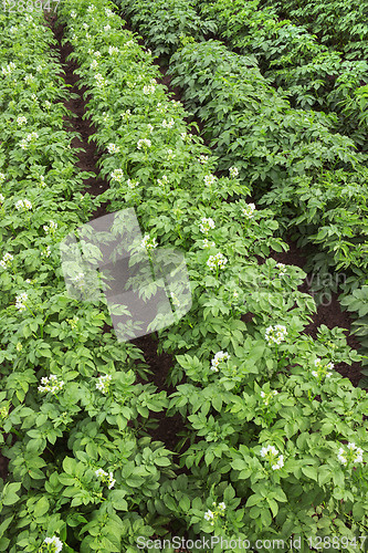 Image of Flowering potato in a small field the summer season