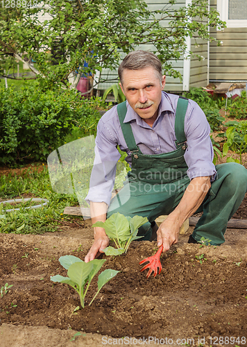 Image of Elderly gardener spud cabbage seedlings