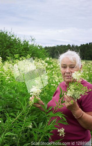 Image of Woman in summer picking flowers  meadowsweet