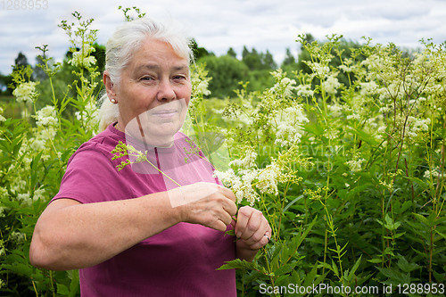 Image of Woman picking flowers meadowsweet in meadows
