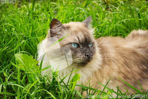 Image of Cat with blue eyes lies in grass