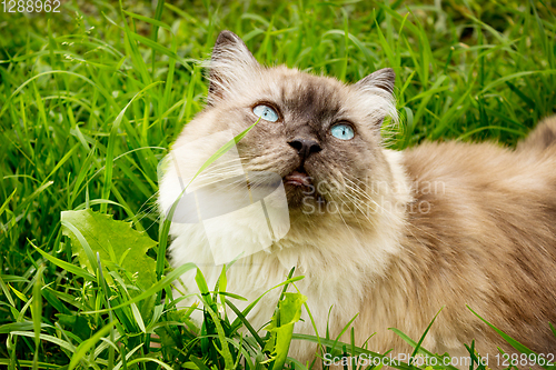 Image of Cat is in the thick green grass