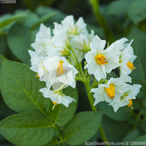 Image of Beautiful white flower of potato