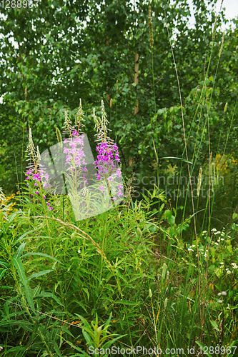 Image of Blooming fireweed in a forest glade