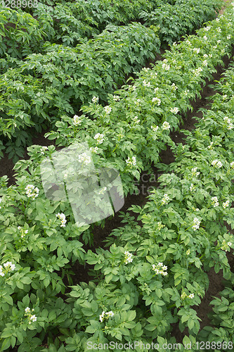 Image of Flowering potato in a small field