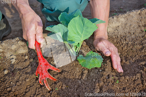 Image of Hilling cabbage seedlings  in the spring