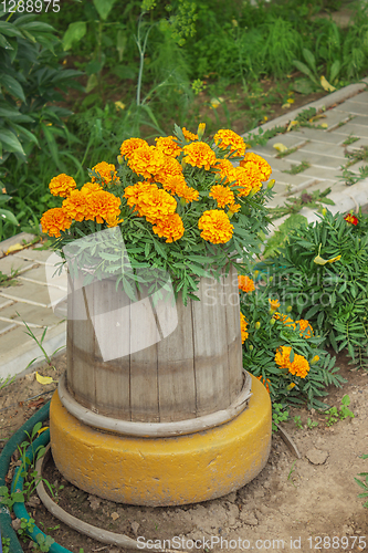 Image of Flowers blossomed, planted in an old wooden barrel