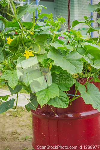 Image of Blossomed a cucumber, in an old barrel