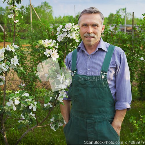 Image of Man advanced in years in spring garden