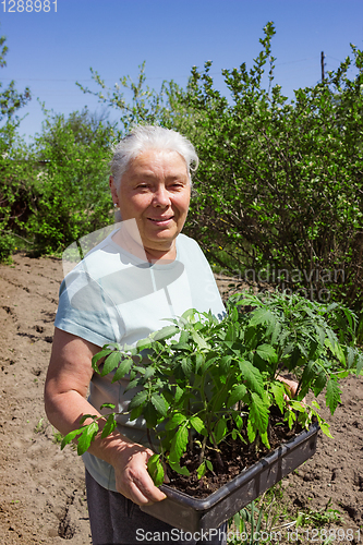 Image of Female senior gardener posing seedlings tomato