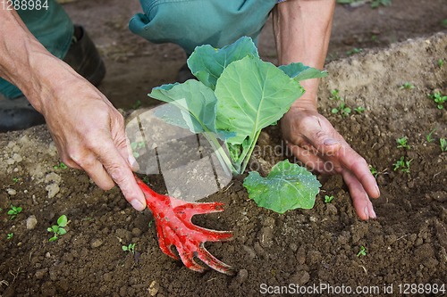 Image of Hilling cabbage seedlings in the garden