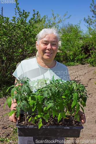 Image of Female senior posing seedlings tomato