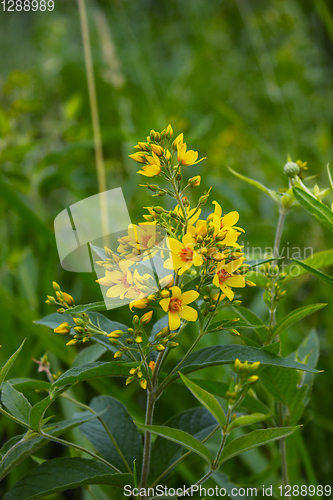 Image of Lysimachia vulgaris