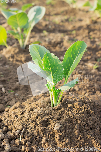 Image of Young cabbage plants