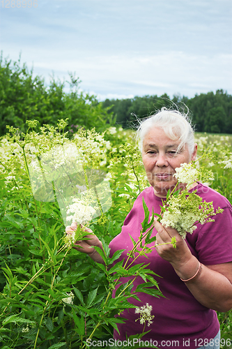 Image of Woman in the summer picking flowers  meadowsweet