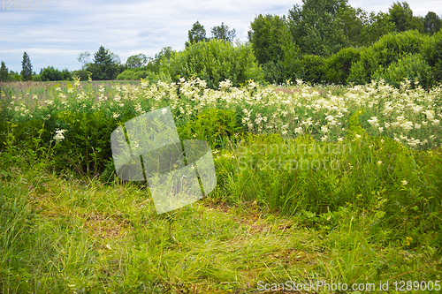 Image of Thickets of meadowsweet