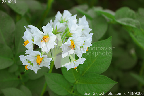 Image of Beautiful white flower of potato on background of foliag