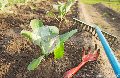 Image of Young cabbage and garden tools