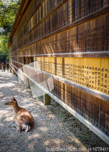 Image of Deer in front of Wooden tablets, Nara, Japan