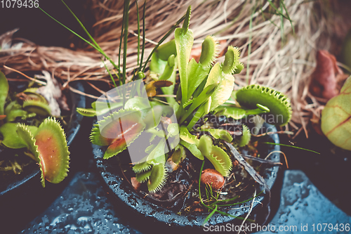 Image of Venus flytrap, carnivorous plant