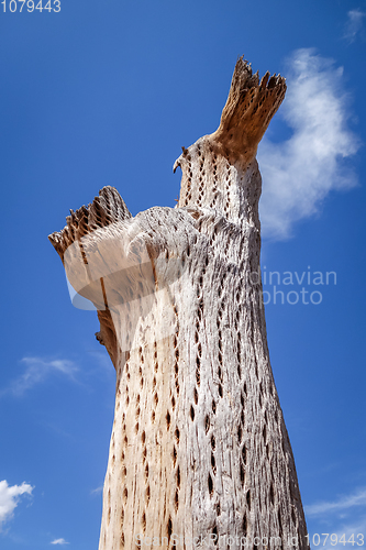 Image of Dry giant cactus in the desert, Argentina