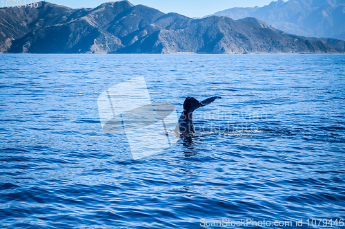 Image of Whale in Kaikoura bay, New Zealand