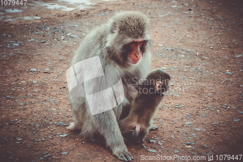 Image of Japanese macaque and baby, Iwatayama monkey park, Kyoto, Japan