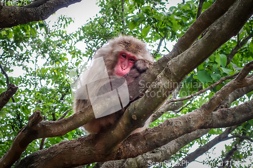 Image of Japanese macaque on a tree, Iwatayama monkey park, Kyoto, Japan